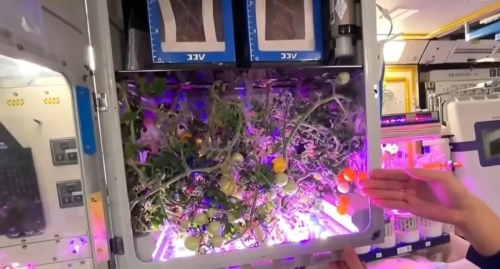 RevesdEspace's tweet photo. 👨🏻‍🚀 La Chine annonce avoir cultivé plus de 20 variétés de 14 espèces végétales dans sa station spatiale depuis le début des vols habités de longue durée en 2021.
Des cultures sur substrat et en aéroponie de laitue, de carotte, de tournesol, de pomme de terre, de blé, ... https://t.co/deZBRYapIT