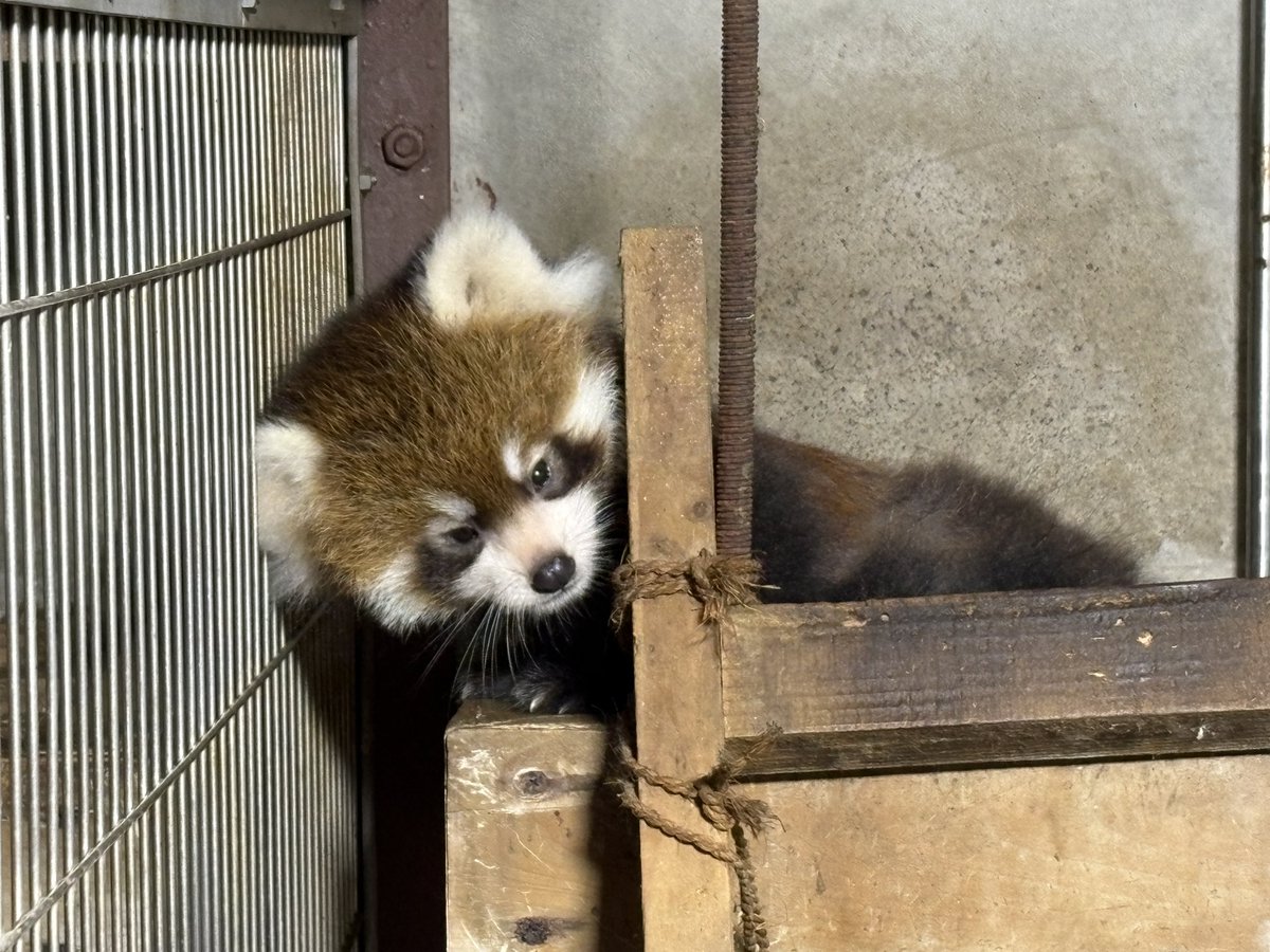 nishiyama_zoo's tweet photo. 【レッサーパンダの赤ちゃん情報】

レッサーパンダのアケビの赤ちゃん

できることが、少しずつ増えてきました✨
今日はなんと、棚の上まで登っている姿を発見！

親子で近くまでやってきて、元気に動き回る赤ちゃんたち。
毎日のちょっとした変化からも、成長を感じます😊 https://t.co/q1PG6oUrUj