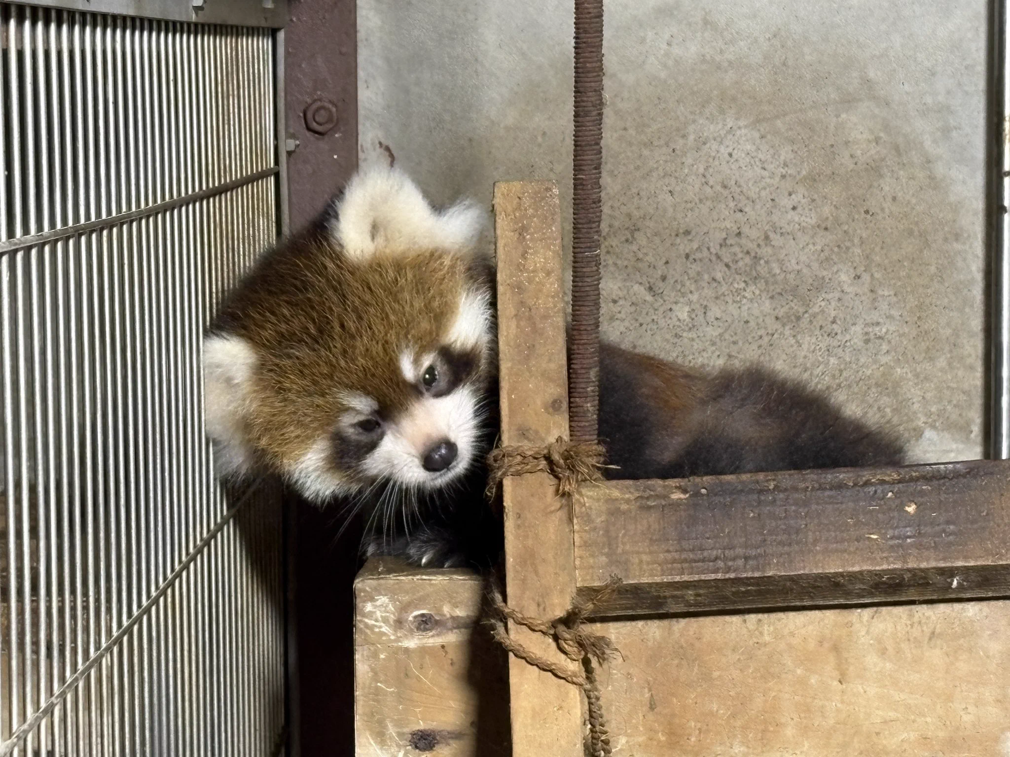 レッサーパンダ 鯖江市西山動物園 on X: 