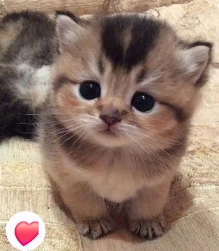 StefanHelmberge's tweet photo. 推しのグッズを眺めていた時間は忘れられない！ https://t.co/ftVsmeGYxv