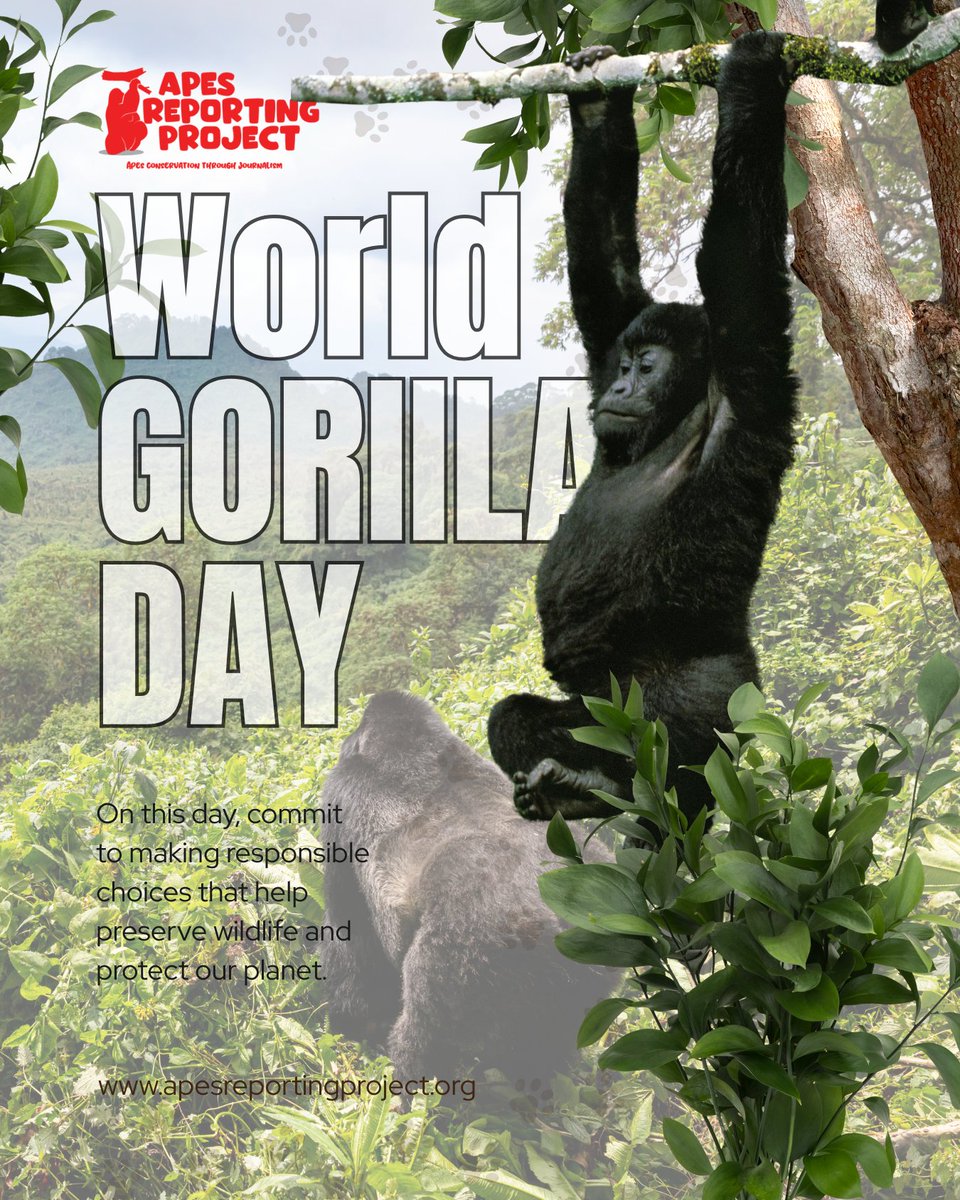 apesstories's tweet photo. Gorillas are forest gardeners, complex social beings and close relatives of ours, sharing about 98 to 99% of our DNA.
But poaching, habitat loss, mining, agriculture and disease continue to threaten them.
#WorldGorillaDay #GreatApes #GorillaConservation https://t.co/BwypU5cU7s