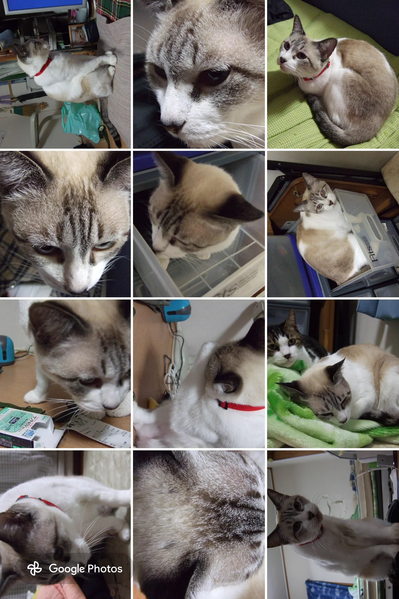 えむねふぉ🐱😺😼🙀 on X: 