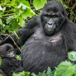 Photo by Apes Reporting Project (@apesstories)