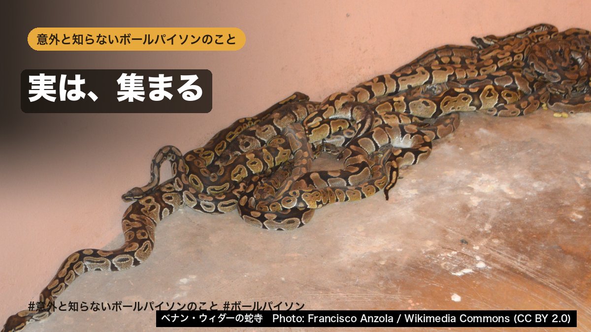lilballs0905's tweet photo. ボールパイソンは単独で暮らす、社会性のないヘビ——と思われてきました。
ところが幼体 30 匹を 6 匹ずつ 5 群に分けて、広いアリーナで 10 日間追った 2024 年の研究では、多くの時間を 1 つの大きな集まりで過ごしていたそうです。
しかも決まった場所を「拠点」にして、そこで互いに関わっていた。
論文のタイトルはそのまま「『非社会的』なヘビの、激しい社交性」。ただし実験室のアリーナでの、幼体の話です。

出典: Skinner, Kumpan & Miller, Behavioral Ecology and Sociobiology 78: 113, 2024 doi: 10.1007/s00265-024-03535-7

#意外と知らないボールパイソンのこと #ボールパイソン