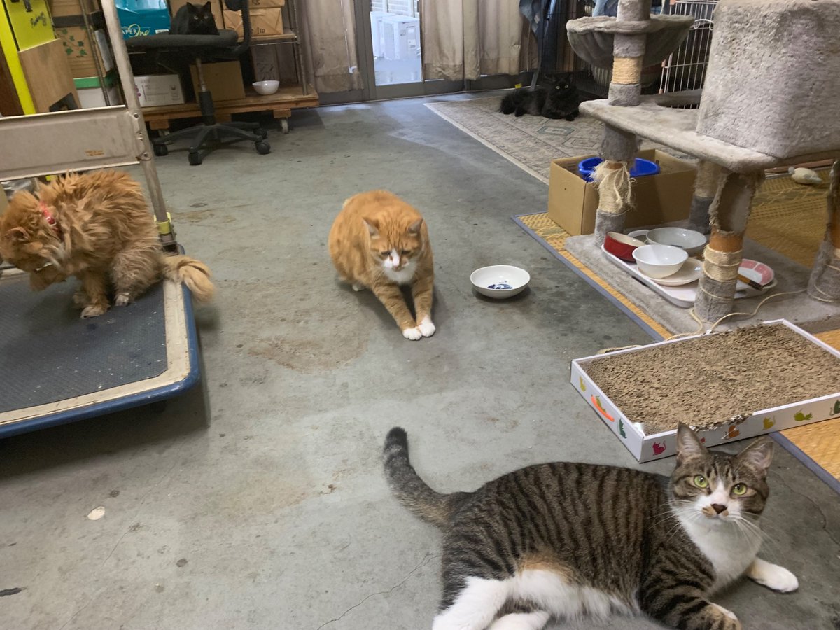 itopre's tweet photo. 俺も参加する🐈‍⬛
あたしも🐈
宵とはるたんも加わる…

#猫
#猫が会社にいる幸せ
#猫のいる暮らし
#猫好きさんと繋がりたい
#多頭飼育崩壊から救出
#黒猫同盟
#宵(しょう)🐈‍⬛
#まい🐈‍⬛
#小春🐈

#コッコさん🐈
#ふわ🐈 https://t.co/dtfJURUp49