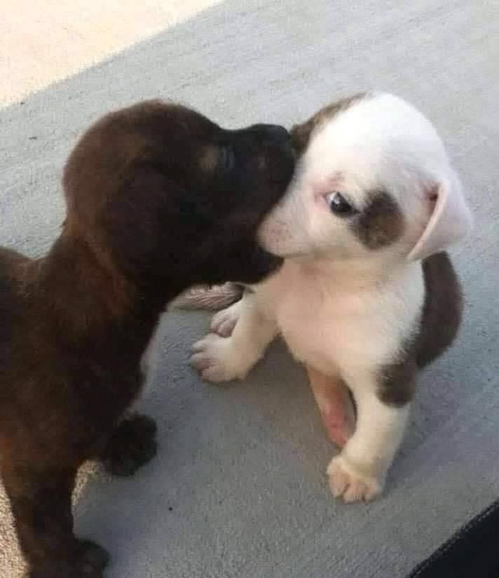 jeniguedesz's tweet photo. julia exatamente assim quando eu começo a falar pelos cotovelos e alguem pode ouvir as merdas q eu to falando https://t.co/6kRyLELy5i