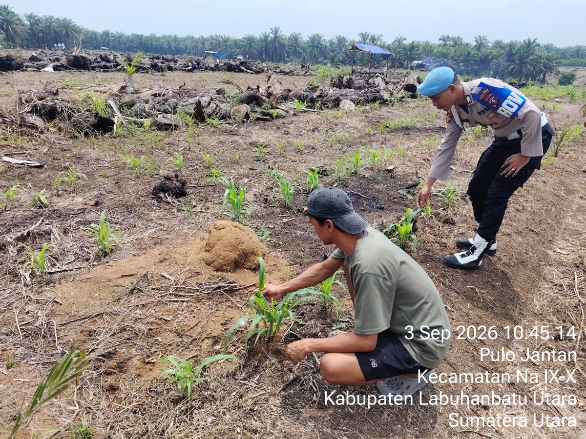 polsek_naixx's tweet photo. Dalam rangka mendukung Program Pemerintah yakni Ketahanan Pangan khususnya Tanaman Jagung, Personil Polsek Na IX-X mengajak masyarakat untuk menggalakkan penanaman jagung di wilayah hukum Polsek Na IX-X 

#polreslabuhanbatu 
#poldasumut 
#gugustugas 
#ketahananpangan 
#polri https://t.co/6TDpzZuZfX