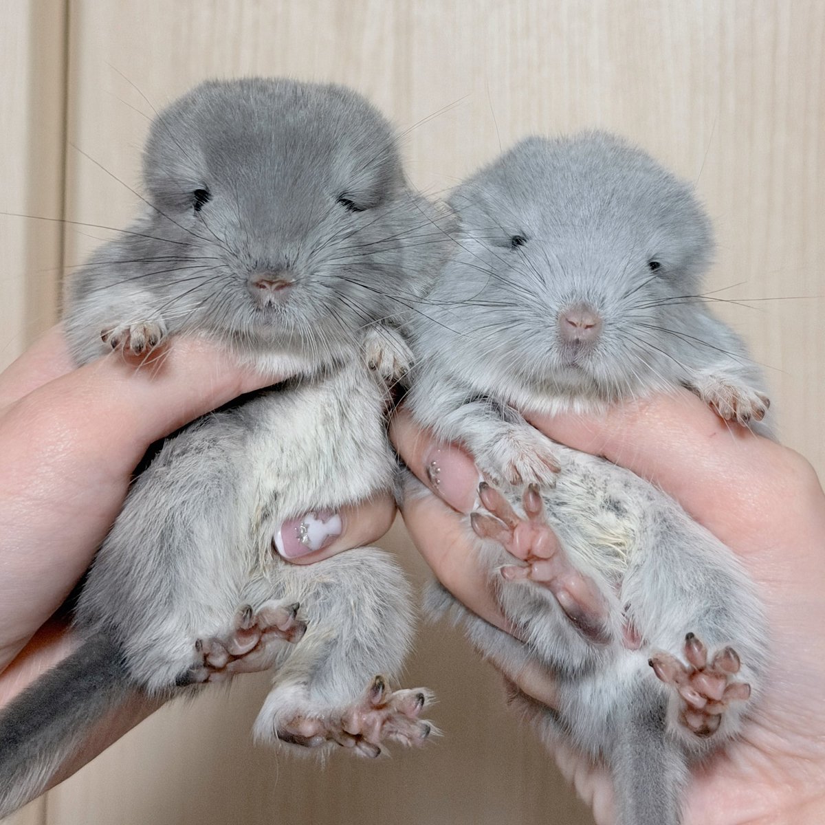enchante_petit_'s tweet photo. 先日趣味垢の方には投稿していたのですが、2026.9.7にバイオレット＆ブルーダイヤモンドのベビーが産まれました✨️

パパは我が家生まれのスタンダードグレー/BDc、ママはポーランドから来たブルーダイヤモンドです🌸
今までなかなか交配が上手くいかなかったのですが、遂に念願のベビーが誕生しました😭✨️

次の世代に繋ぐため、2匹ともお残しの予定です🍀

Violet & Blue Diamond
- ⪩⪨ -
#チンチラ #chinchillas
#ブリーダー #breeder