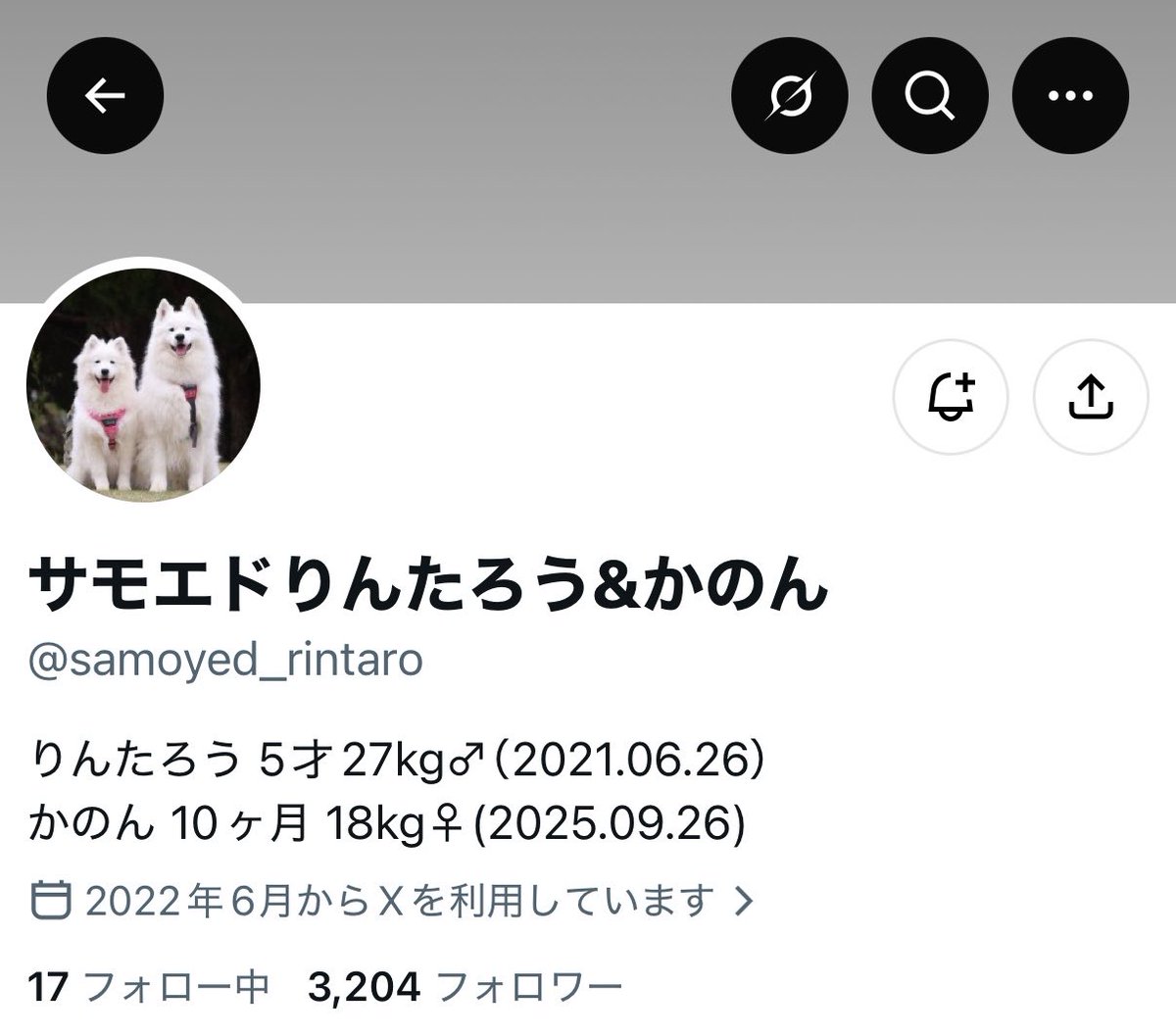 nmknmk0401's tweet photo. まってサモエドのりんたろうくんが実在してる……！？麟太郎くんも実質サモエドってこと？？(違う) https://t.co/f37RNwkSMs