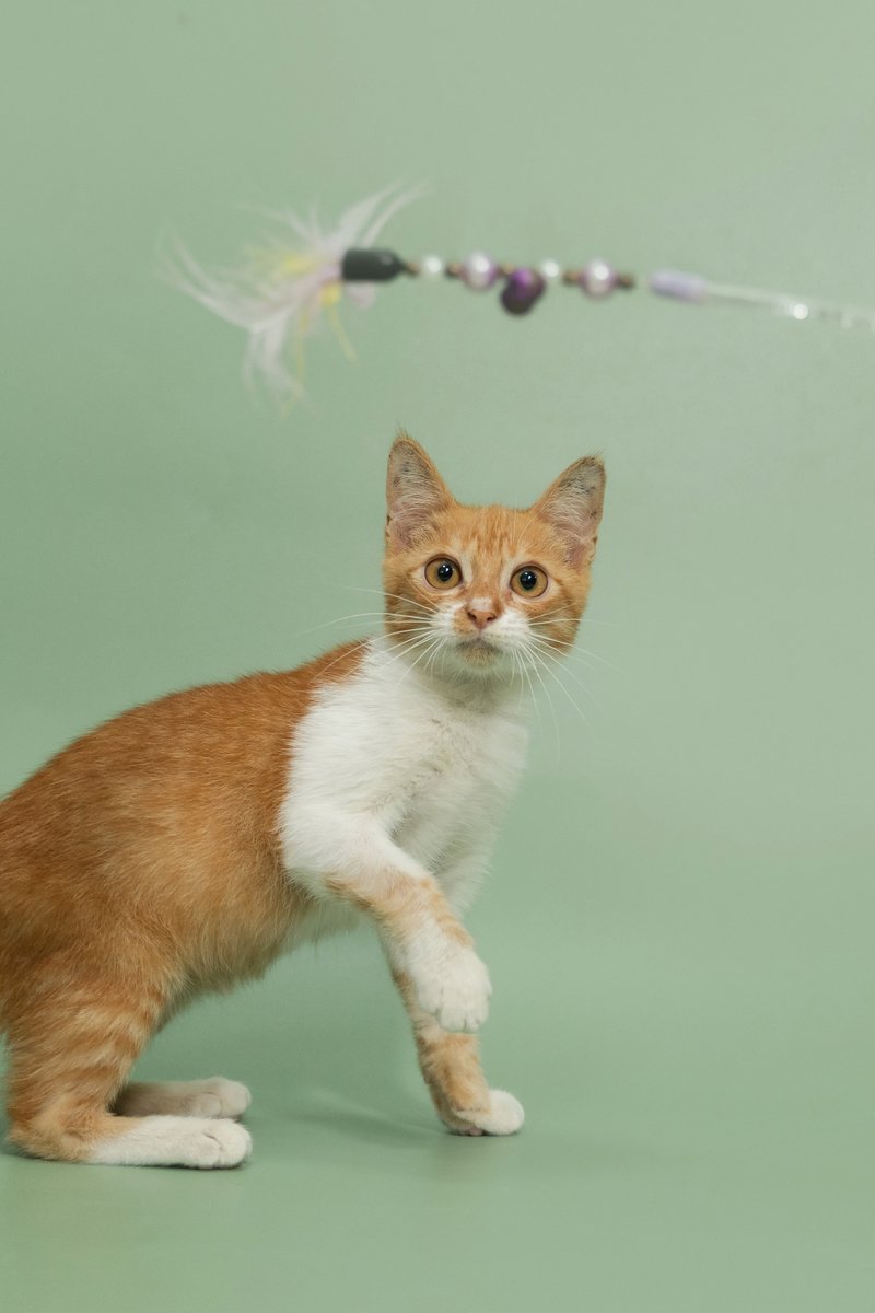soidogadoptions's tweet photo. น้องแมวหาบ้านวันนี้🧡

📷โฮโลแกรม เพศผู้ อายุ 5 เดือน

✅ทำหมัน 
✅ฉีดวัคซีน 
✅ฝังไมโครชิพ 
ตรวจสุขภาพก่อนกลับบ้าน พร้อมบริการจัดส่งฟรี! 

สนใจรับเลี้ยงแอดไลน์ @adoptionth 
หรือโทร 061-2642296

#availableforlocal #แมวหาบ้าน #หาบ้านให้แมว #แมวจรหาบ้าน #ลูกแมว #ทุกการแชร์มีความหมาย #แชร์ไปจนกว่าน้องจะได้บ้าน #adoption