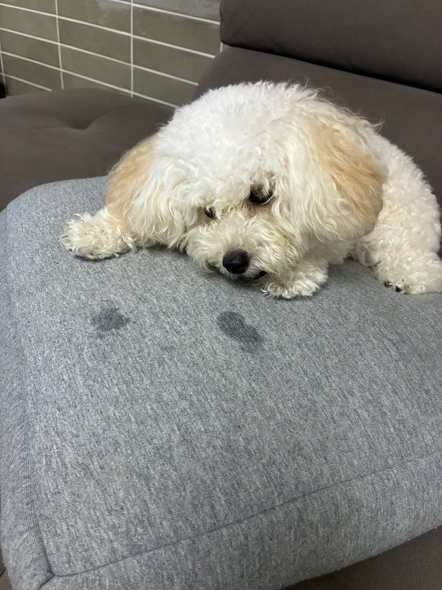 __3I04's tweet photo. りく🐶

よだれは愛の証♡クッションと一心同体。落ちても睡眠継続中。 https://t.co/iiDu27rvRk