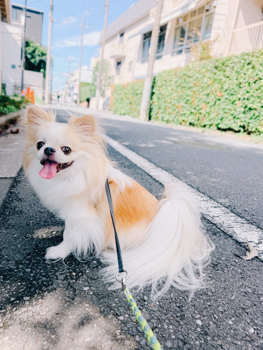 madara_152's tweet photo. 推しがグループ活動を終了しても、愛犬はいつだって可愛い。 https://t.co/om9yOYiiXV