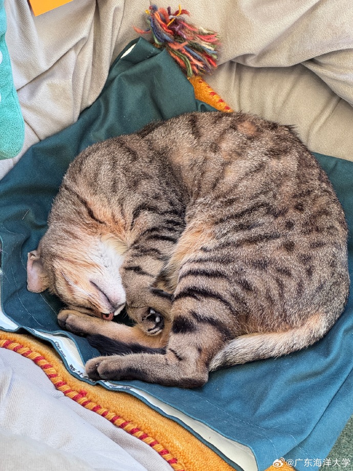 DebbiRochalc's tweet photo. Spent 10 mins cuddling my sleepy cat after a long week—this soft purr is my favorite stress reliever. https://t.co/tqWC4RYKOM