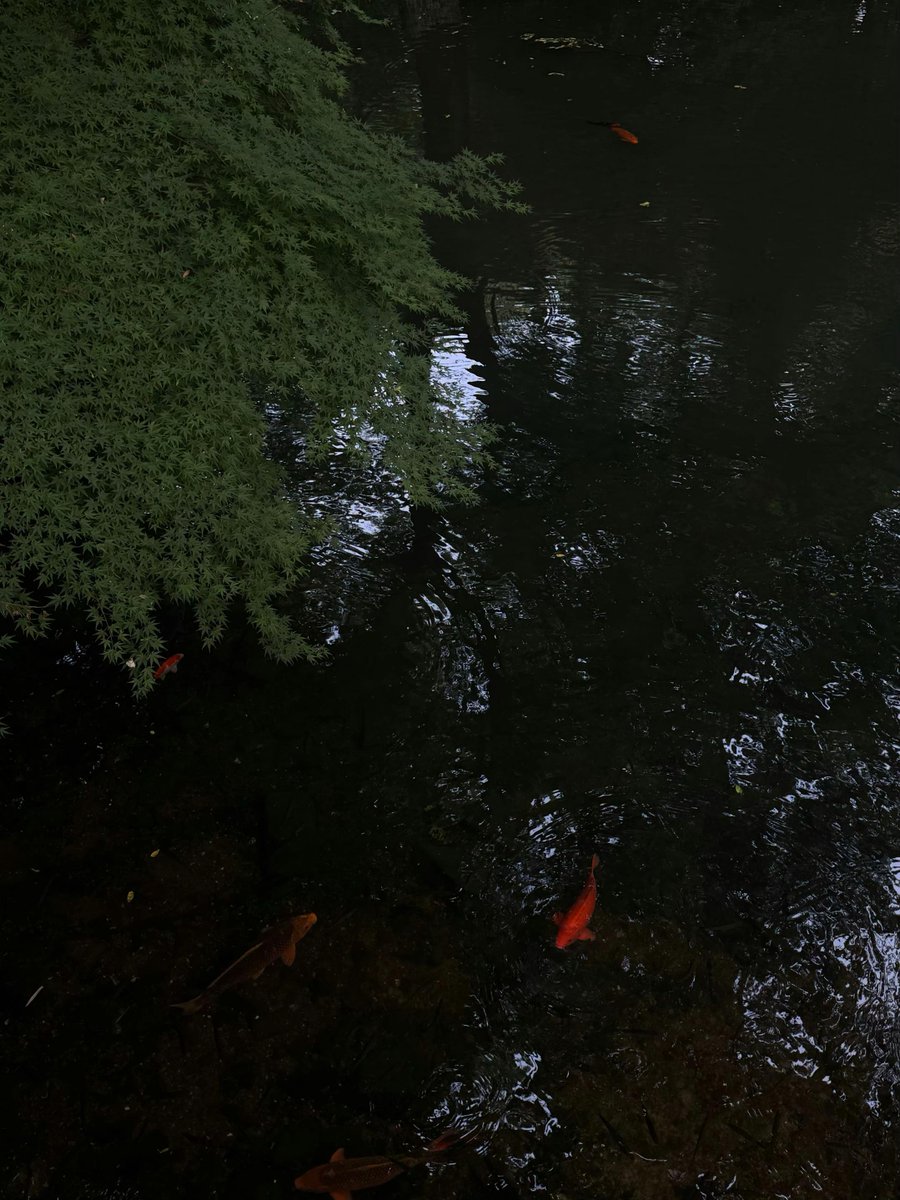 KortneyDoggette's tweet photo. 静けさの中にいると、考えが整っていく気がする。こういう時間って案外、自分にとっては大事なコードのデバッグみたいなものなのかも... https://t.co/7a4jj1Bmn0