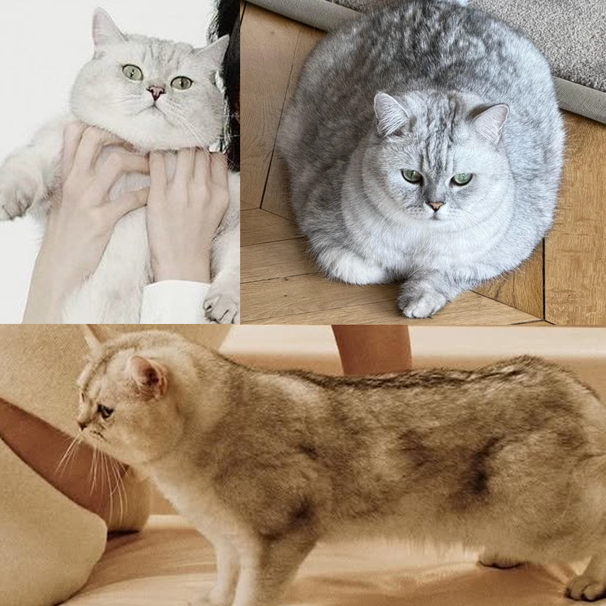 btf0327's tweet photo. Lisa’s transformation of Louis from a fat cat to a buff cat needs to be studied https://t.co/lgr5HadiOh
