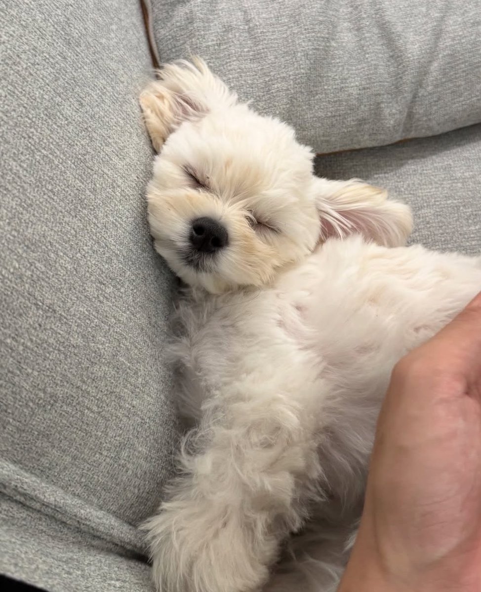 wt010101's tweet photo. A&amp;R 분 인스타 뽀뇨 ㅜㅜ https://t.co/PBPZNs0k7H