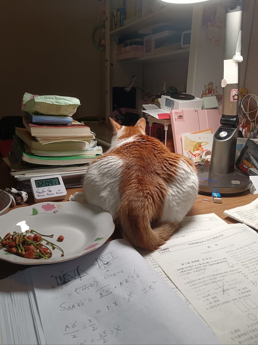 JettaConglq1q's tweet photo. Today I stayed late to finish a work report and found my desk had a tiny "office cat" visitor napping on my keyboard. It left only one key typed correctly: "snack" https://t.co/RvMS34ha8F