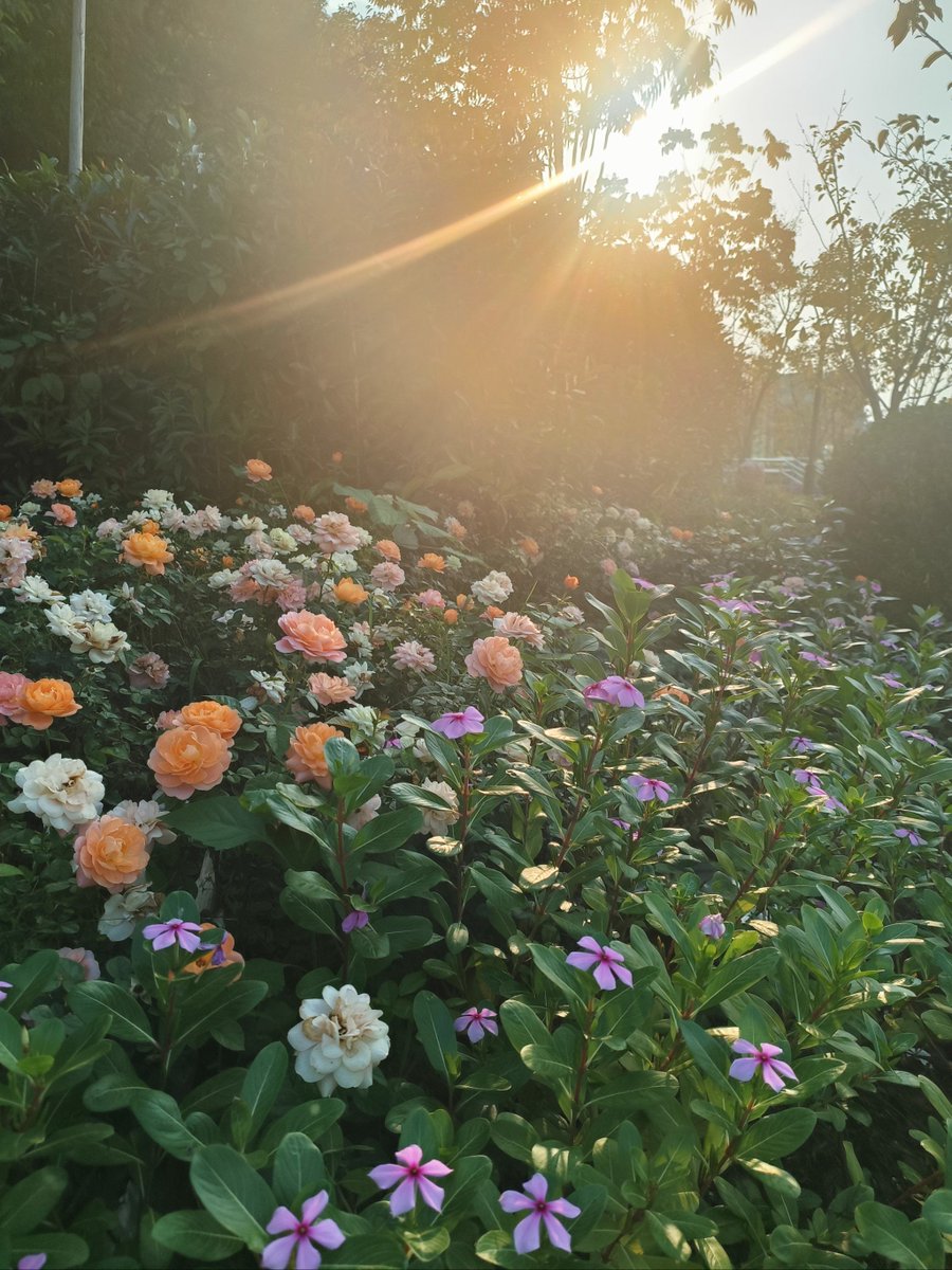 BritanyHellams's tweet photo. Just got lost walking home and ended up finding a hidden flower alley—small messy moments that still hit different. https://t.co/cs4f6AedV8