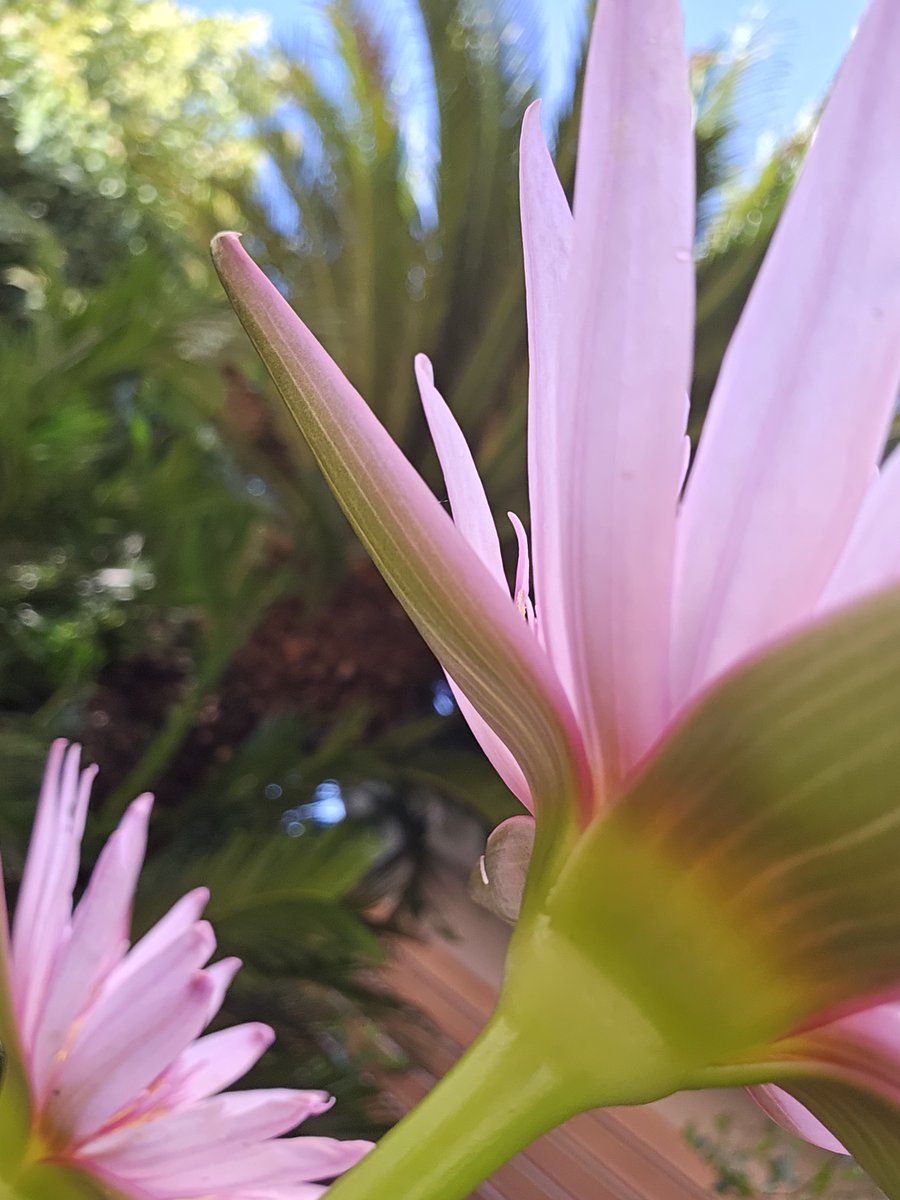 hirasawa's tweet photo. ツインロータスはこの夏最後の開花で華やぐ。

そして今週も「花木（ハナモク）」がやって来た。 https://t.co/6Y5Bp5VRyK