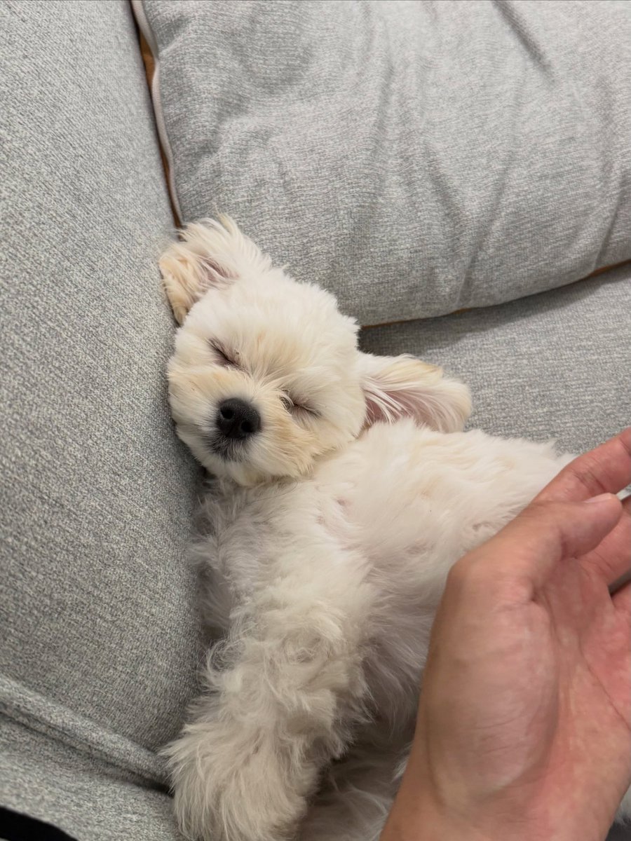 ppori01's tweet photo. 많이컸다 https://t.co/W4bBjfexBf
