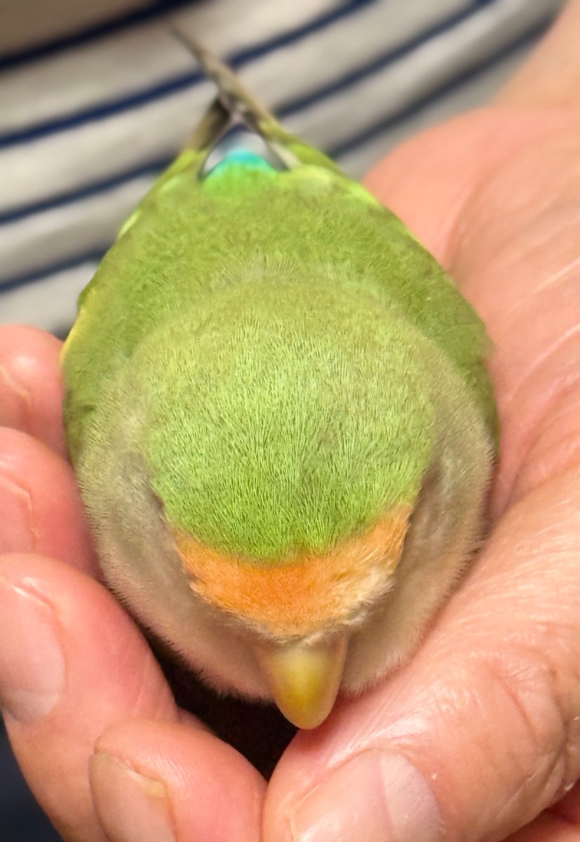 ginko_no_inko's tweet photo. 今朝の夢。床に散らかしたビーズをひたすら拾い集めては落っことし集めては落っことすを繰り返し。 https://t.co/MikQXpA9pq