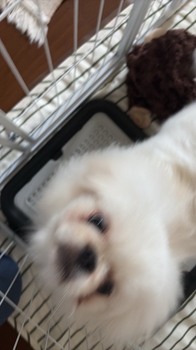 pupunofan's tweet photo. 病院頑張っ��ね！えらいよ！
トイレは覚えてね〜 https://t.co/7hgesHx2m0