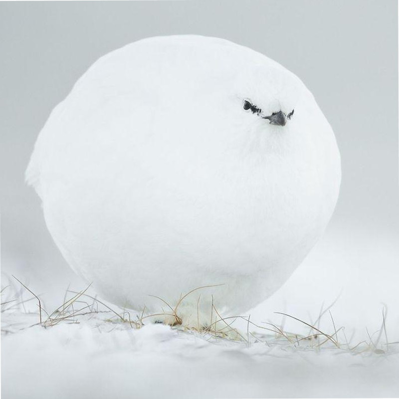 AMAZlNGNATURE's tweet photo. This Ptarmigan Looks Just Like a Snowball

The Svalbard rock ptarmigan develops a brilliant white winter plumage that makes it almost indistinguishable from the snowy landscape of the Arctic https://t.co/5FoX8MY6om