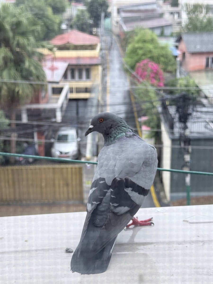 niirazz's tweet photo. काठमाण्डौंमा परेको पानिबाट बच्न ओत लाग्दै एउटा 
परेवा । https://t.co/6lYfAHlTmv