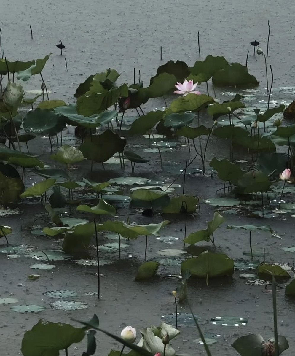 silenttearthh's tweet photo. Lotus blooming through the rain 🪷 https://t.co/9CP2BawYlP