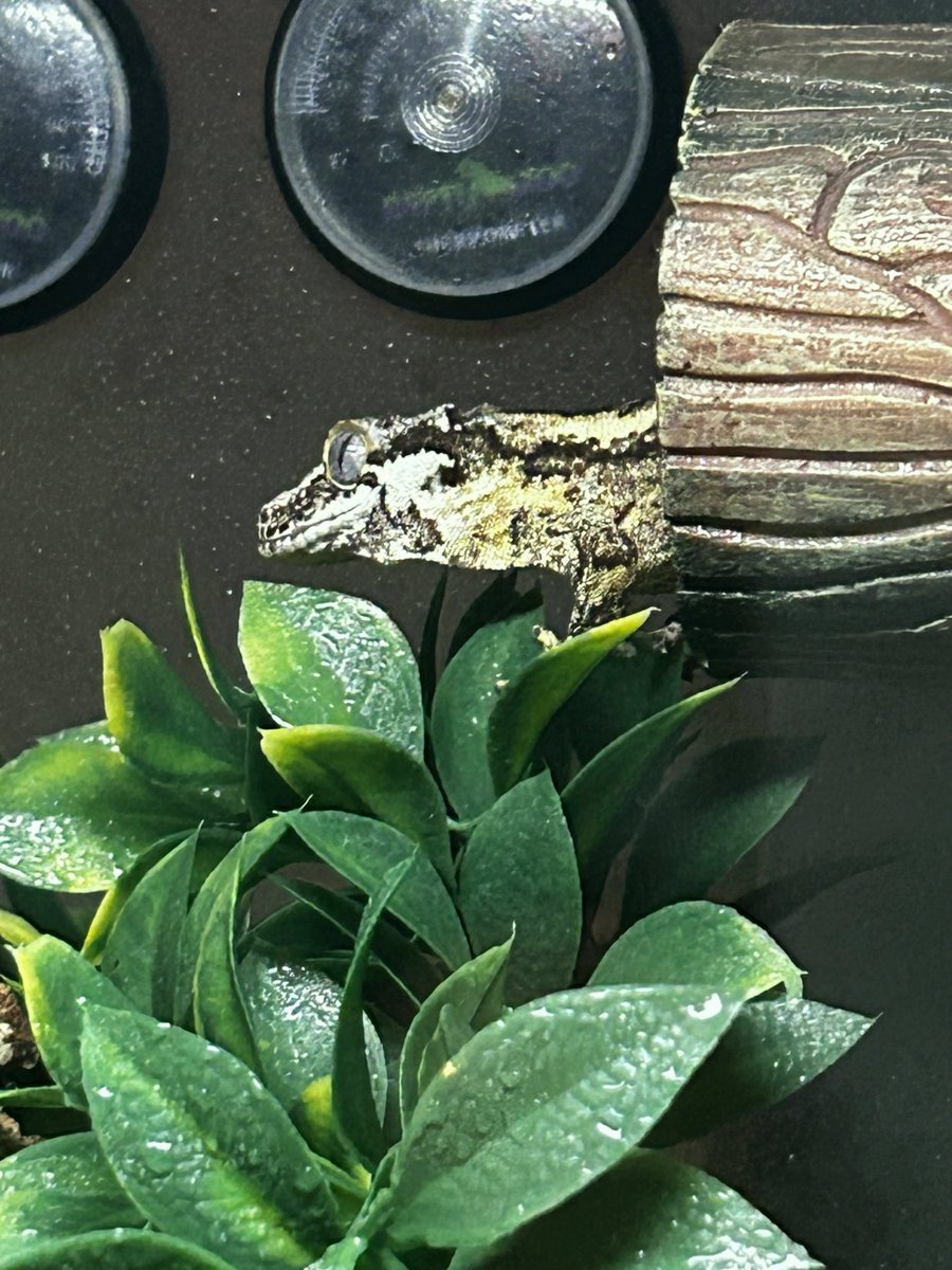 uribeaurel6t's tweet photo. New keeper help
#PythonVsCrocodile #PUBG https://t.co/38oEcmWb16