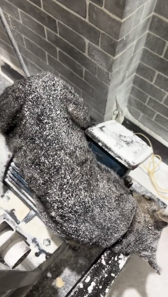 NoCatsNoLife_m's tweet photo. Drawn in by the warmth of a wood-cutting machine, this cat fell fast asleep! Covered in sawdust from head to toe, he looks just like a freshly baked loaf dusted with powdered sugar! https://t.co/X4JGYq0jnH