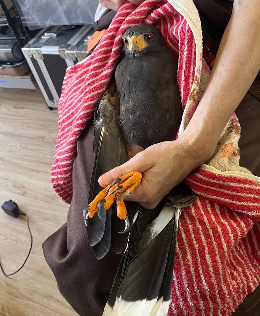 URAWA_LABO's tweet photo. 無事に確保されたようです🦆 https://t.co/xwRc5N9tyK