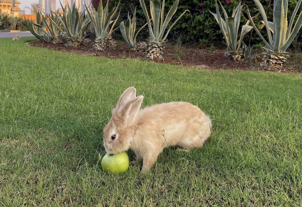 iillkerr's tweet photo. Günaydın 🐇🍏
#günaydın #tavşan #elma https://t.co/4ffXyLiTOF