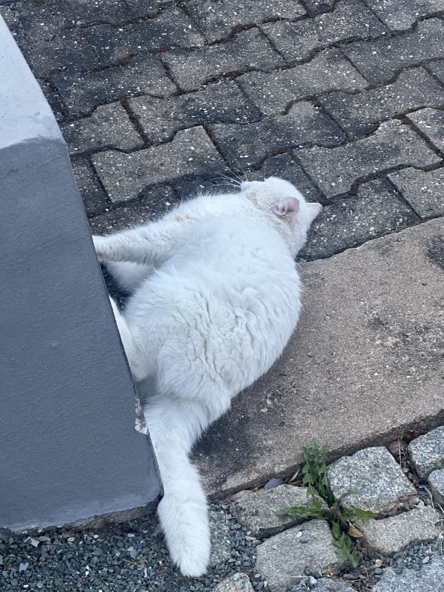 AssassinSeiben's tweet photo. @ArtSwarog 🫡 too much to do this morning, but when the lights go down and the people run away, im gonna smoke till i feel like i can walk on walls like my cat!!!! 🤣🤣😶‍🌫️ https://t.co/uPnIvejO0m