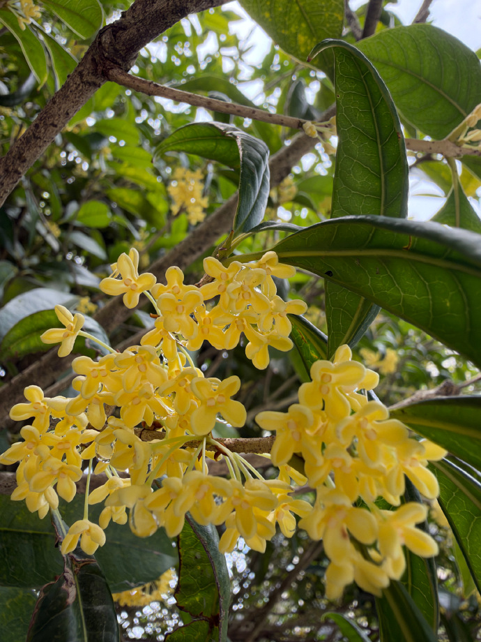 Seyyysdw's tweet photo. Walking along the road, the air is filled with the delightful scent of osmanthus flowers. https://t.co/8rNhKsR9BI