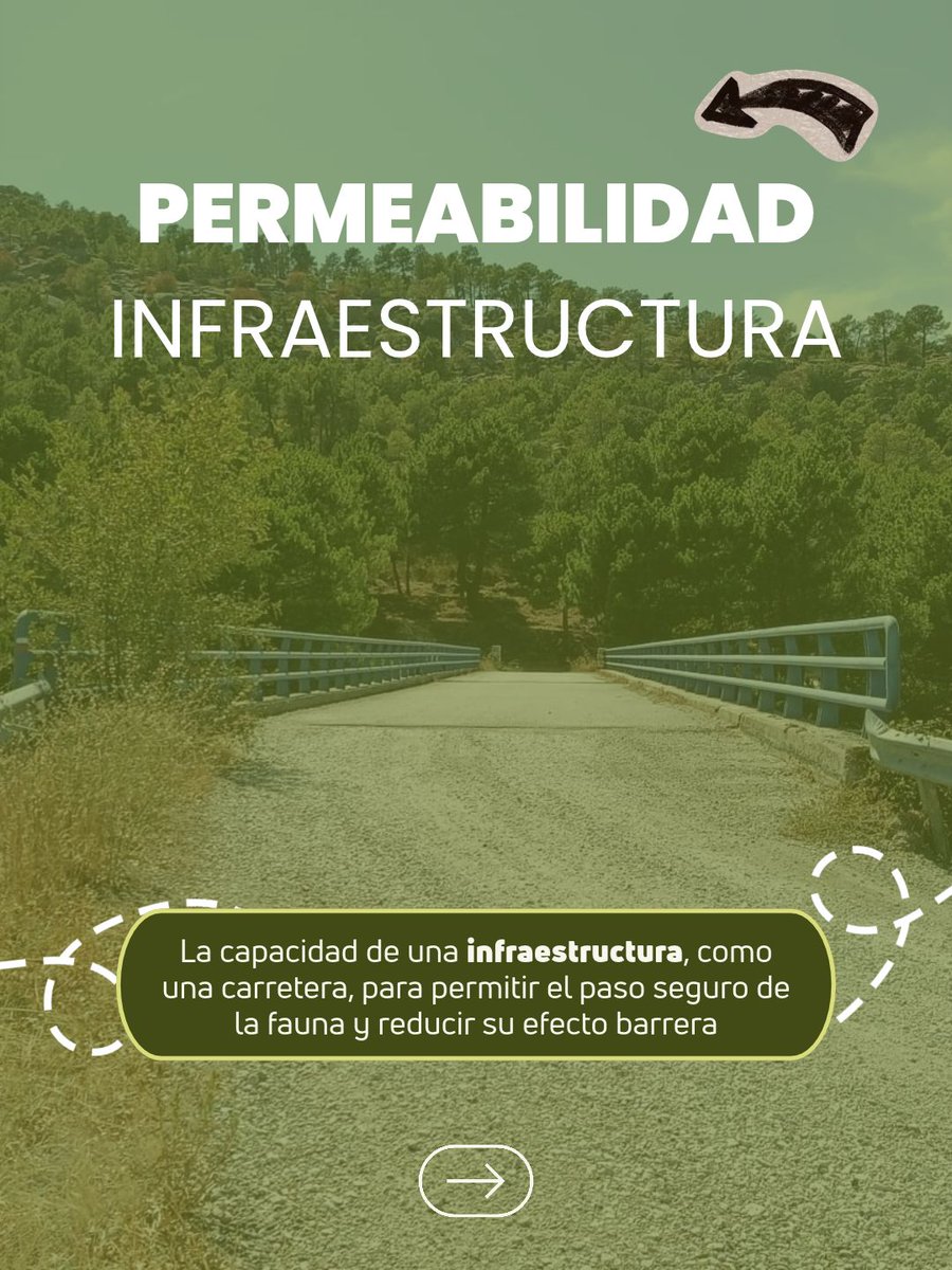 FundacionSMLRPH's tweet photo. 🌿🚗 ¿Puede una autovía convivir con la biodiversidad? #PermeaPrioriA1 estudia cómo interactúan los animales con la autovía A-1 y analiza las estructuras existentes
ℹ️https://t.co/jKnSmFvV95
 #ConectividadEcológica #Biodiversidad #MadridA1 @ComunidadMadrid https://t.co/kPBhJr0x34