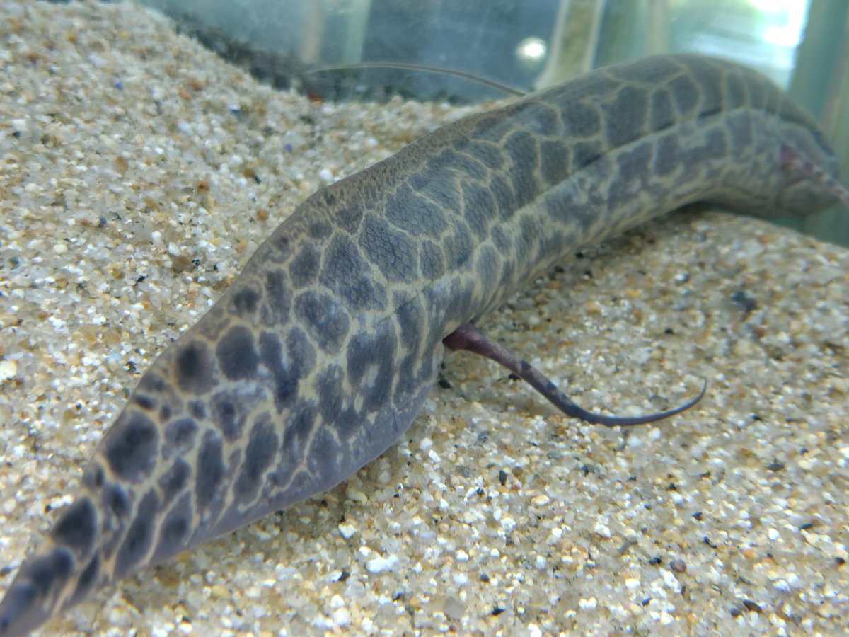 S_Pisces2026's tweet photo. プロトプテルス エチオピクス コンギクス
25cm± https://t.co/dE0Jj9RBjP