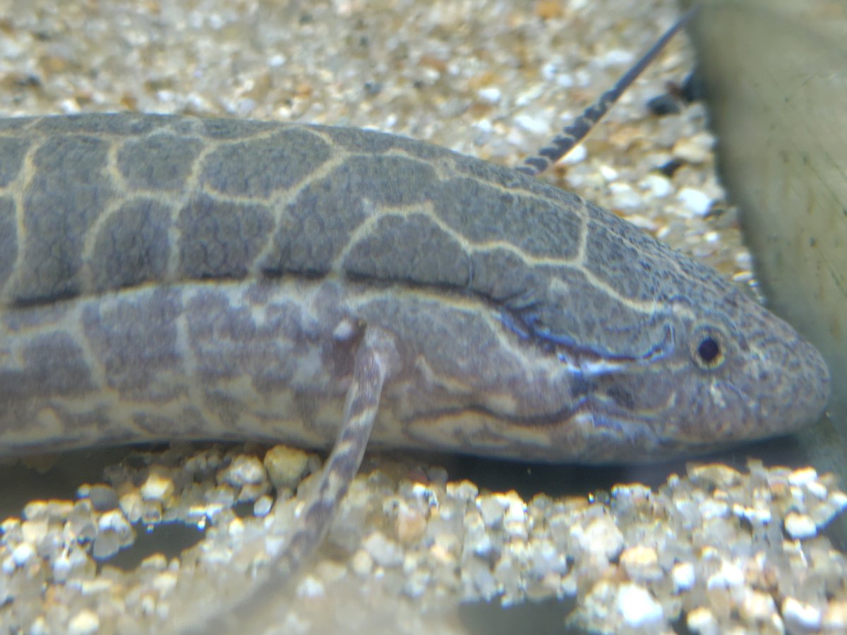 S_Pisces2026's tweet photo. プロトプテルス エチオピクス コンギクス
25cm± https://t.co/dE0Jj9RBjP