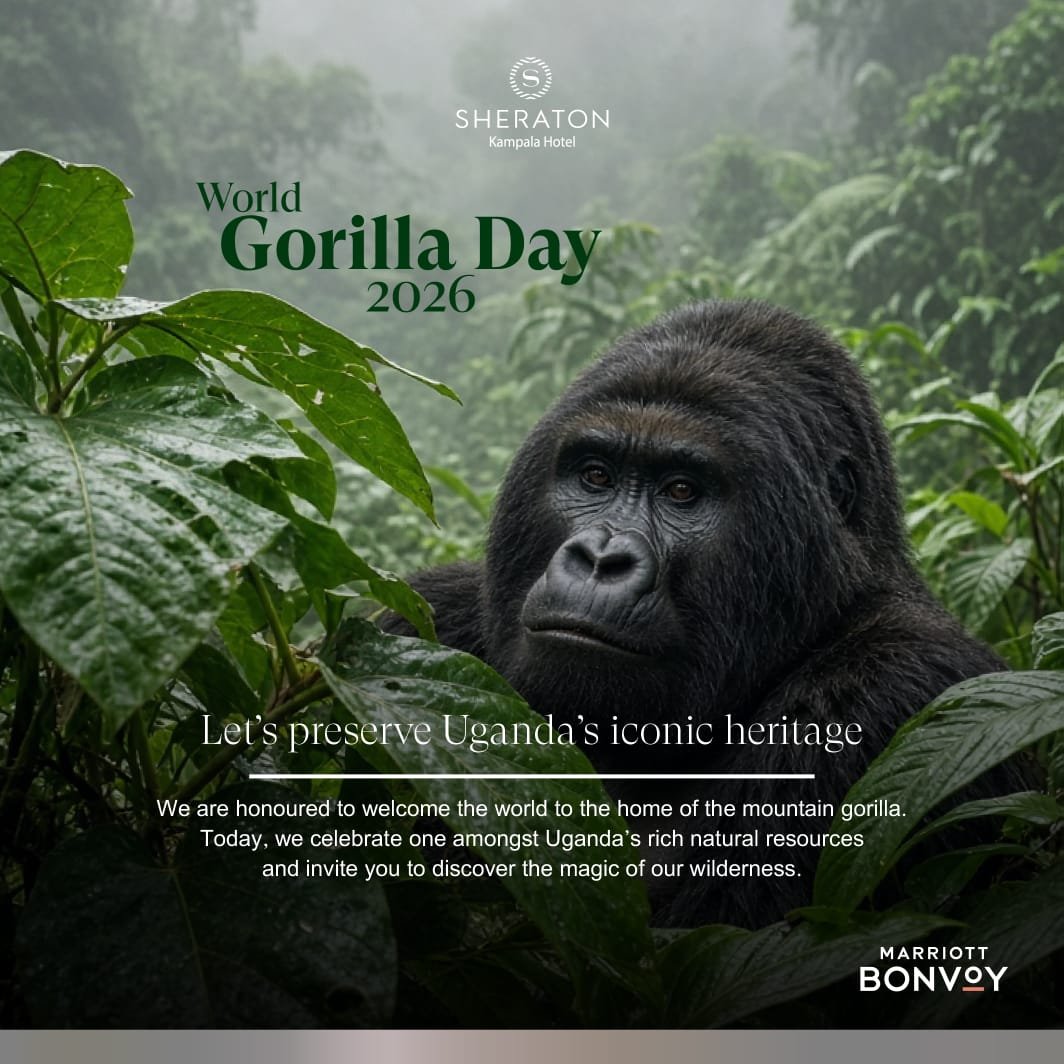 SheratonKla's tweet photo. More than half the world's mountain gorillas call Uganda home. 🦍💚

On World Gorilla Day, we celebrate this incredible heritage and the responsibility we all share to protect it.

 #WorldGorillaDay #Sheratonkampalahotel https://t.co/qnpPF0eRRy