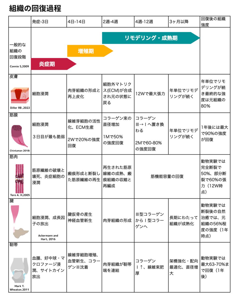 pttiger0228's tweet photo. 組織の回復過程まとめ https://t.co/NbRgP2FbEl