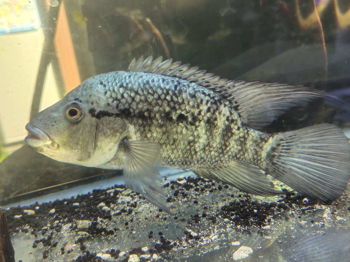 S_Pisces2026's tweet photo. ナンドプシス ハイチエンシス  ブリード
10cm±  14cm±  16cm± https://t.co/WdrRPP8qbf
