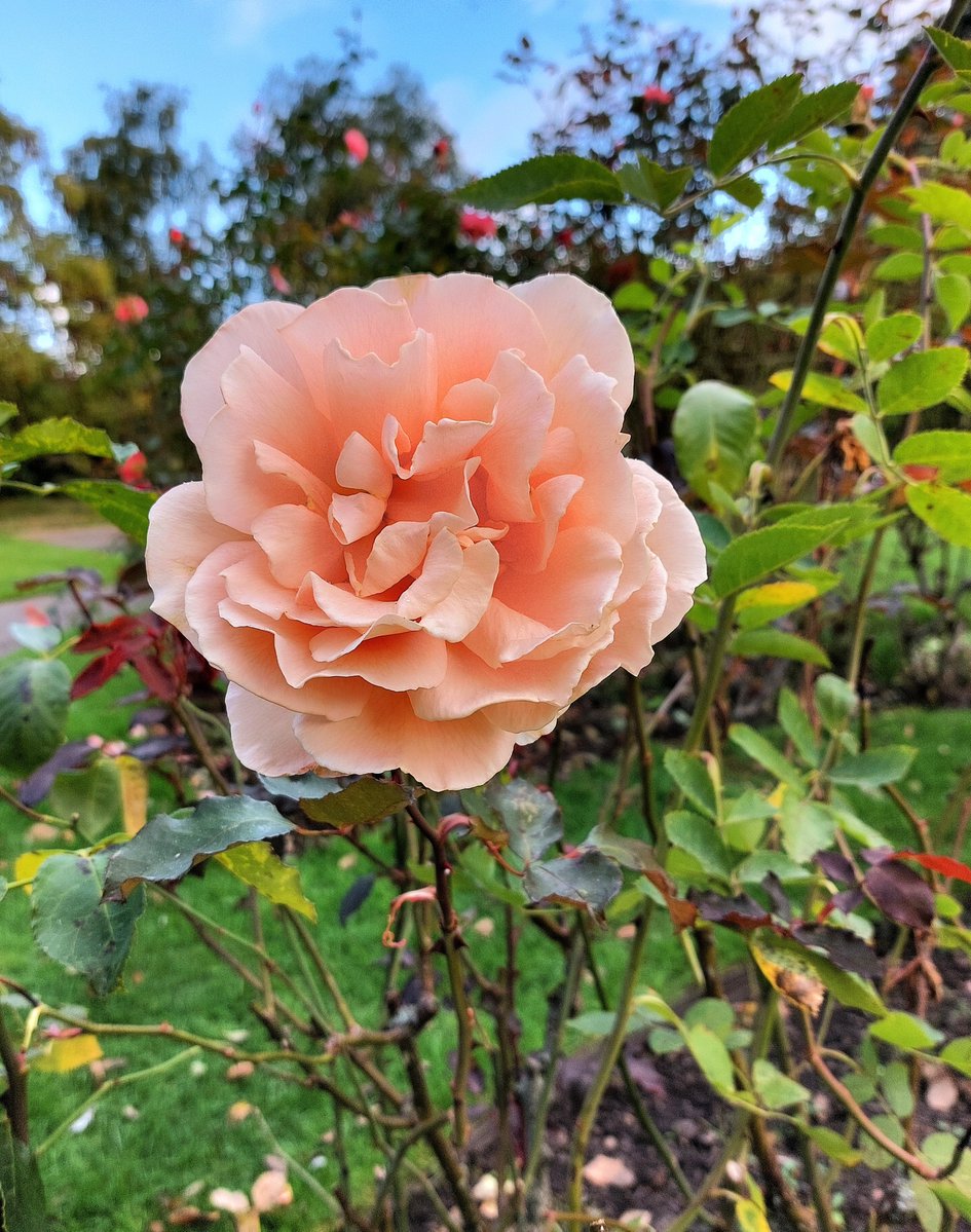 MercuryCards's tweet photo. Blue sky day in Sheffield Botanical Rose Garden 🌹 with Just Joey still flowering beautifully 😍 #Sheffield #volunteers #roses 🇬🇧 #optoutside #equinox #September https://t.co/OeS32w0mcV