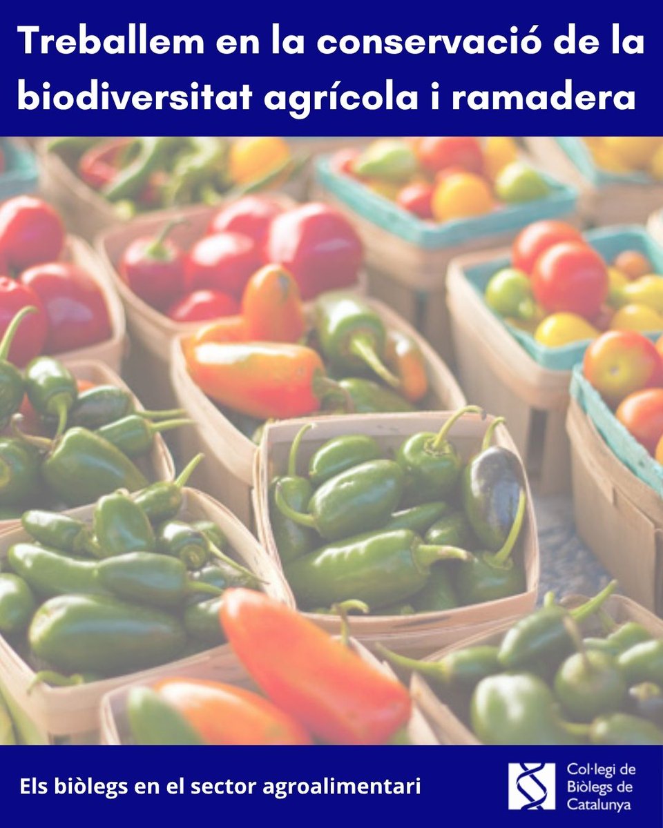 BiolegsCAT's tweet photo. No es tracta només de produir més, sinó de produir millor
➡️ La gestió d'ecosistemes per part dels biòlegs assegura que l'activitat humana no destrueixi la biodiversitat que ens sustenta.
🔗 https://t.co/piYfs5ygZH
#biòlegscat
#agroalimentació
#biologia #ecosistemes https://t.co/fd87JzCfXv