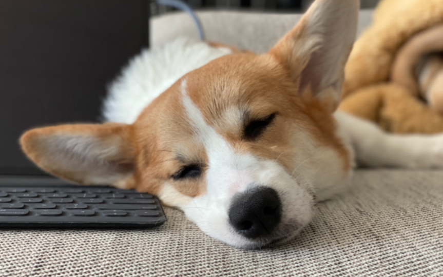 DominiqueDpete's tweet photo. My pupper chose to nap on my laptop instead of her bed today—my work’s a mess, but my heart’s full. https://t.co/9qOGi6Spnh