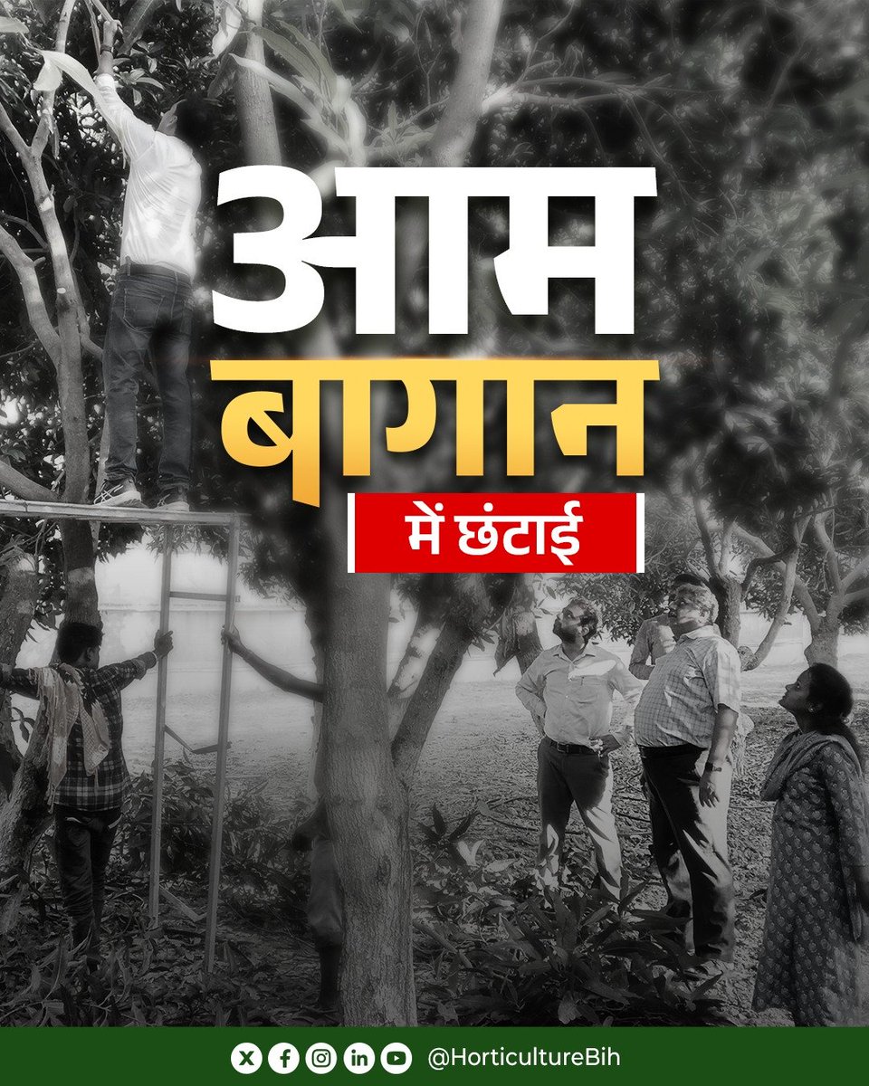 HorticultureBih's tweet photo. CoE , देसरी में पूर्व में जीर्णोद्धार किए गए आम बागान में थिनिंग (अनावश्यक शाखाओं की छंटाई) का कार्य किया गया, ताकि पौधों में उचित प्रकाश एवं वायु संचार के साथ स्वस्थ बढ़वार को बढ़ावा मिल सके। 
#agriculture #bihar https://t.co/0aBw8fkcbM