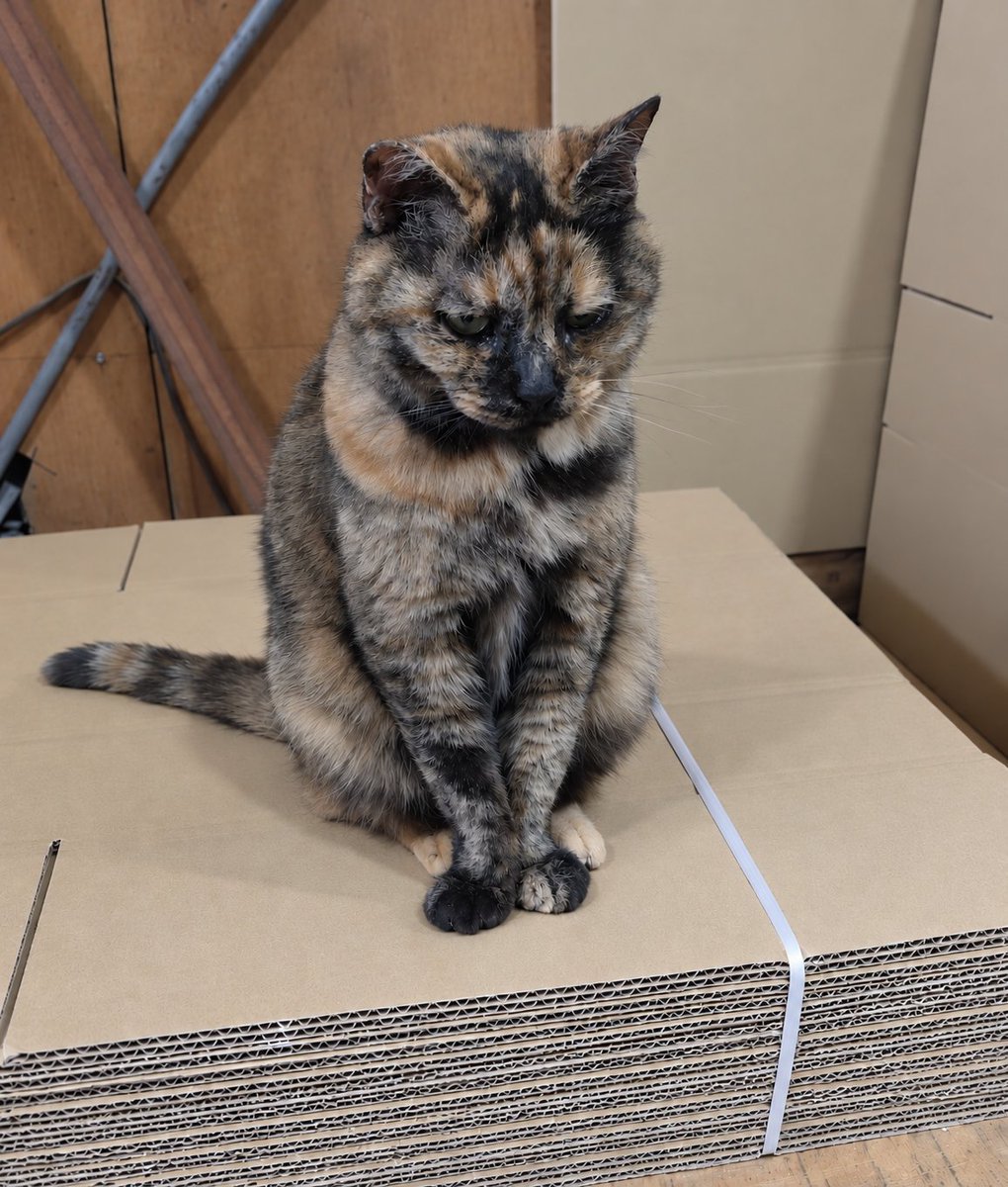 takeki0710's tweet photo. ダンボールが届きましたよ📦
はよ仕事してくださいよ～🐾

本日の専務😺

#にゃだぷらPlus
#ねこのいる暮らし
#猫
#地域猫 
#ねこ好きさんと繋がりたい https://t.co/7YIhqVKgX9