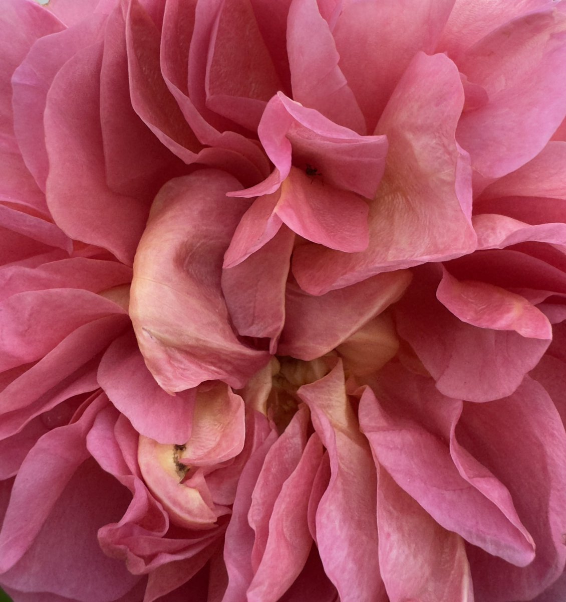 carolward5064's tweet photo. Good morning!
A splash of colour for Thursday 🩷💛🌺
Have a terrific day😁

#SplashOfColour 
#FlowersOnThursday 
#FlowerPower 
#PrettyInPink 
#RoseADay https://t.co/kxVenHhdu6