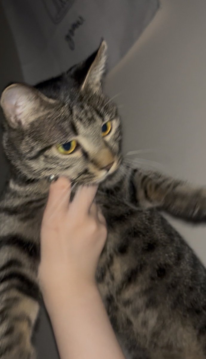 onh9k's tweet photo. 悪さするから捕まえたらだるみたいな顔された笑一人暮らし寂しい猫飼いたい https://t.co/dYvKuoDFdp
