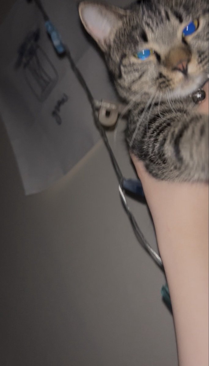 onh9k's tweet photo. 悪さするから捕まえたらだるみたいな顔された笑一人暮らし寂しい猫飼いたい https://t.co/dYvKuoDFdp