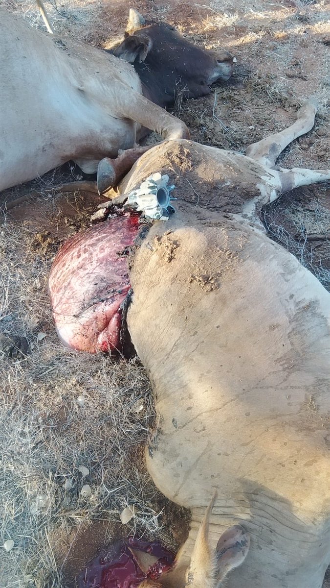 LekatapJ's tweet photo. As a resident of Samburu County, I appeal to the Government to immediately stop the harassment of innocent civilians and the destruction of livestock. Security efforts should protect our communities and livelihoods while addressing the threat of banditry.

#SamburuLivesMatter https://t.co/8pT99f7ncg